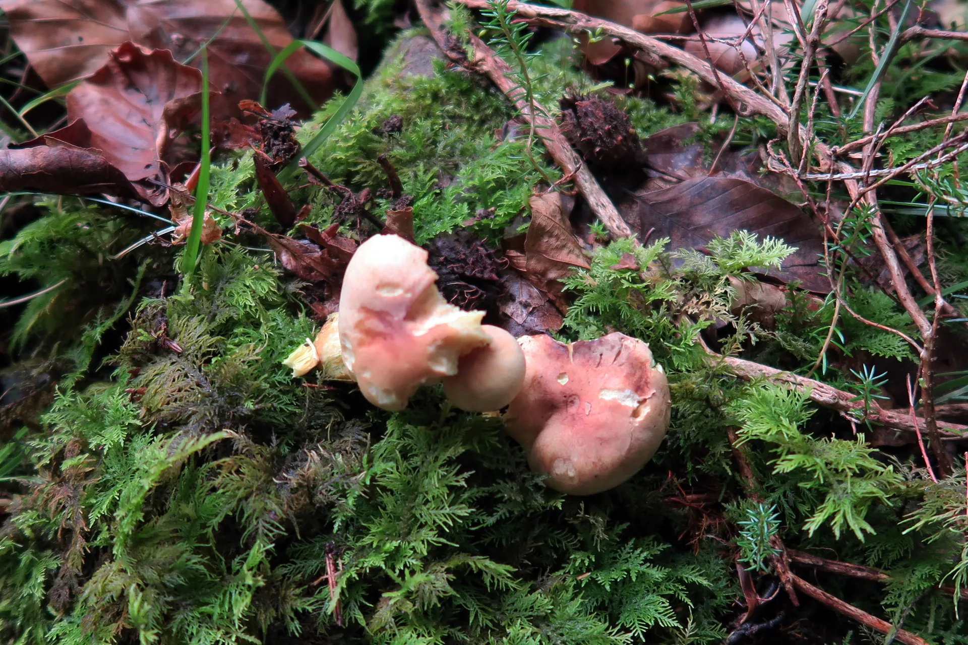 Tricholoma bufonium - 1